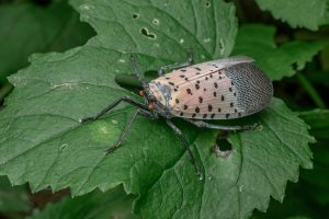 Noutatea gastronomică din Statele Unite: mierea obținută din excrementele insectei lanternfly
