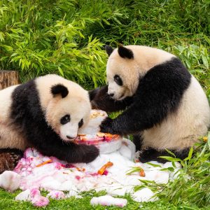 Cei doi principali urși panda din Japonia vor fi repatriați în China în luna ianuarie (sursă media)