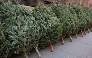 Primăriile de sector au colectat în total X brazi de Crăciun după sărbători