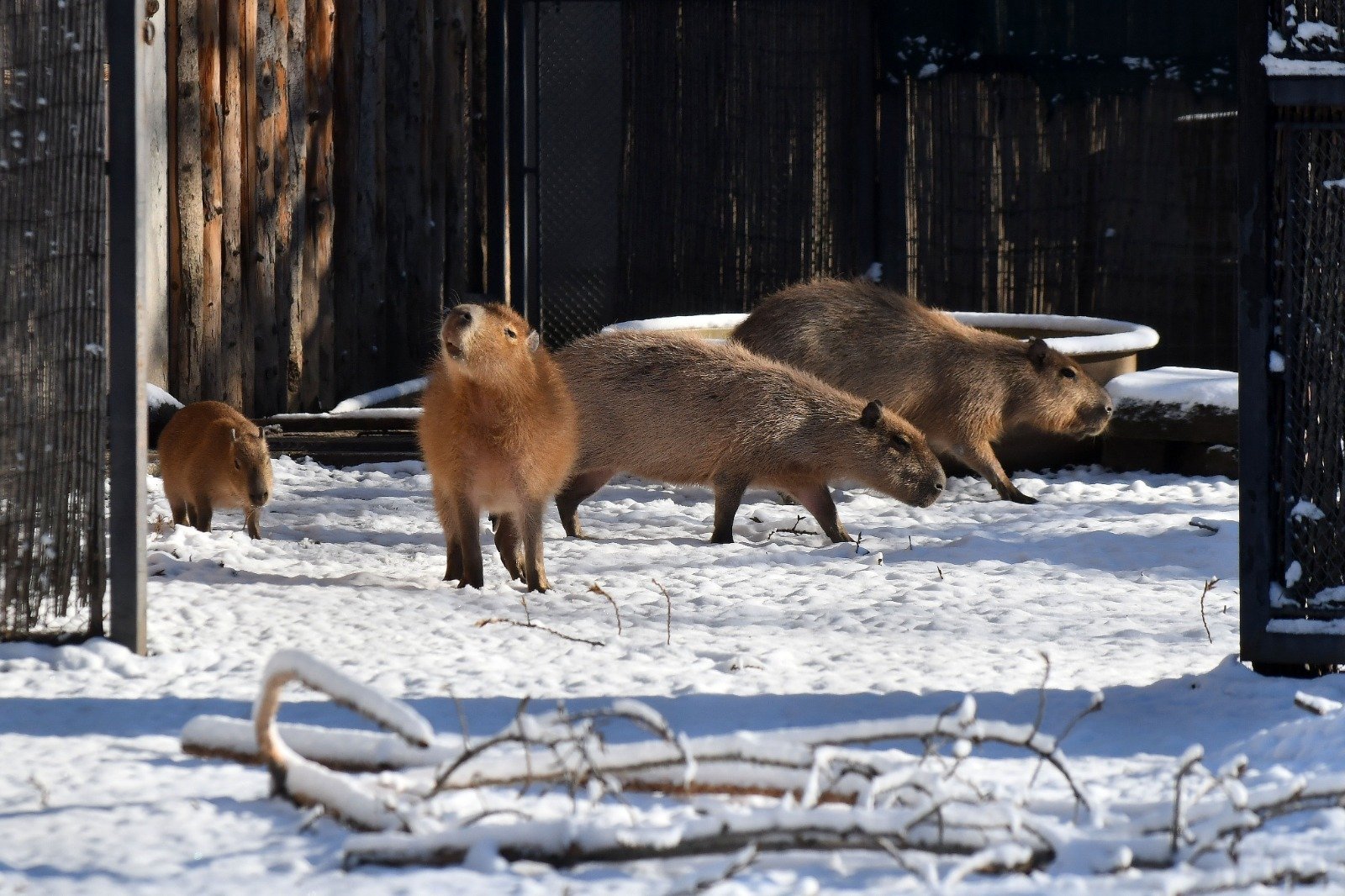 Grădina Zoologică București atrage aproape 100 de vizitatori pe oră în 2025