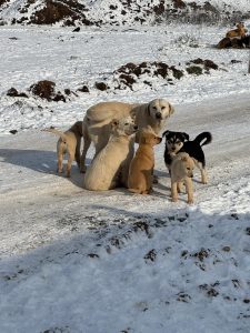 Ilfov anunță prelungirea programului de sterilizări și microcipări gratuite pentru câinii cu proprietar