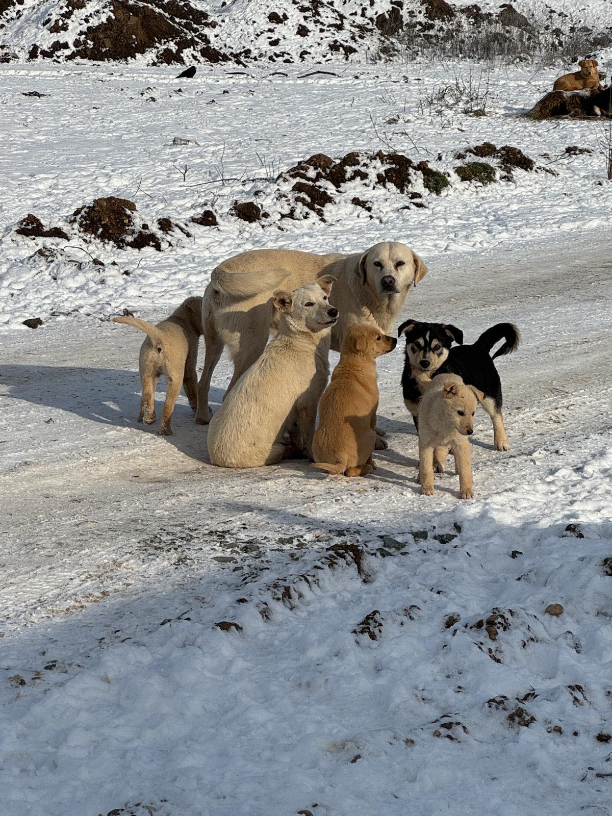 Ilfovul continuă lupta pentru controlul populației de câini fără stăpân, prin campanii gratuite de sterilizare și microcipare Administrația județeană de Protecție Animalelor din Ilfov a intensificat campania de sterilizare și microcipare gratuită pentru câinii cu proprietar, în încercarea de a reduce problema animalelor fără stăpân și de a crește responsabilitatea donatorilor