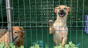 ASPA: Peste 2.040 de căței adoptați în 2025; Târgurile de adopții reîncep în București