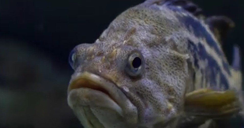 O nouă specie de pești amenință ecosistemul din Marea Neagră O nouă specie de pești, bibanul negru, a fost descoperită în apele românești ale Mării Negre, stârnind îngrijorări atât în rândurile ecologilor, cât și ale comercianților