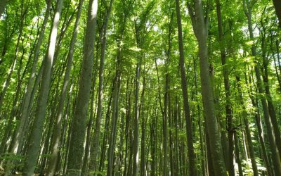 Buzoianu: SUMAL modernizat pentru a contracara furtul de lemn al