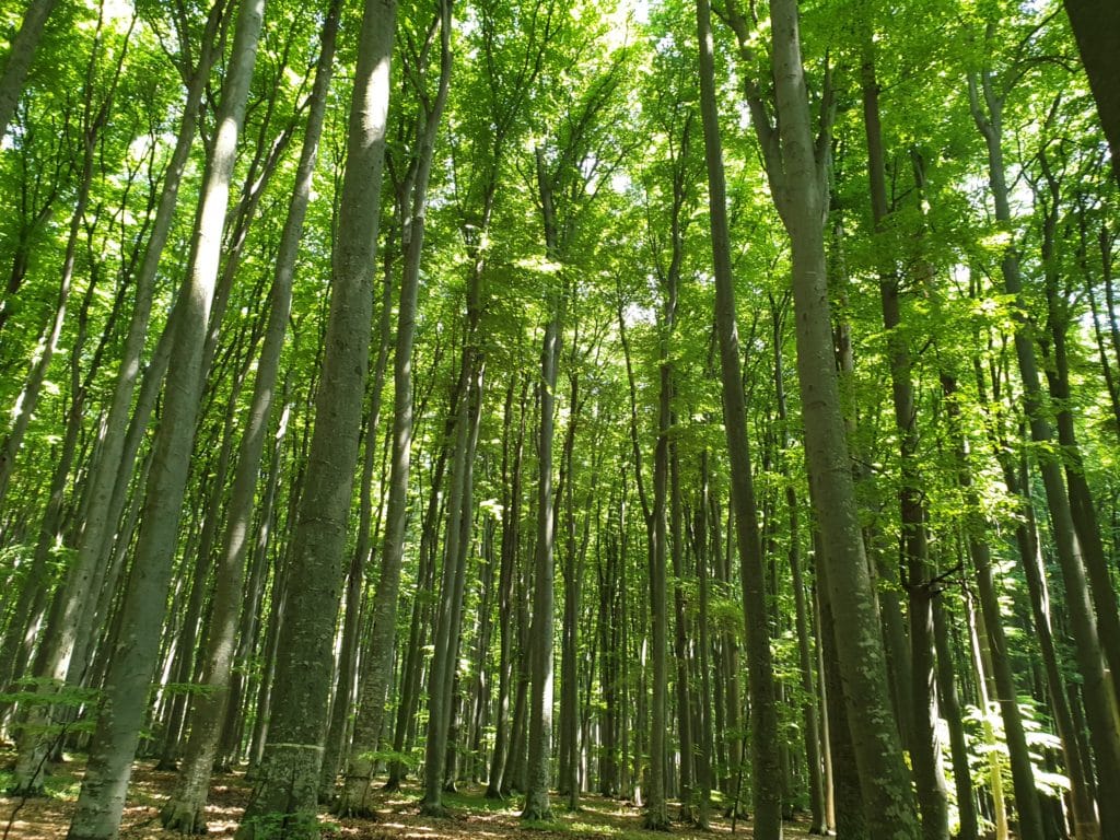 Buzoianu: SUMAL modernizat pentru a contracara furtul de lemn al