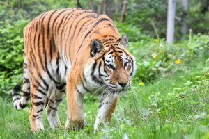 Priorități AF, zone dinamice și camuflaj simplu în fotografie