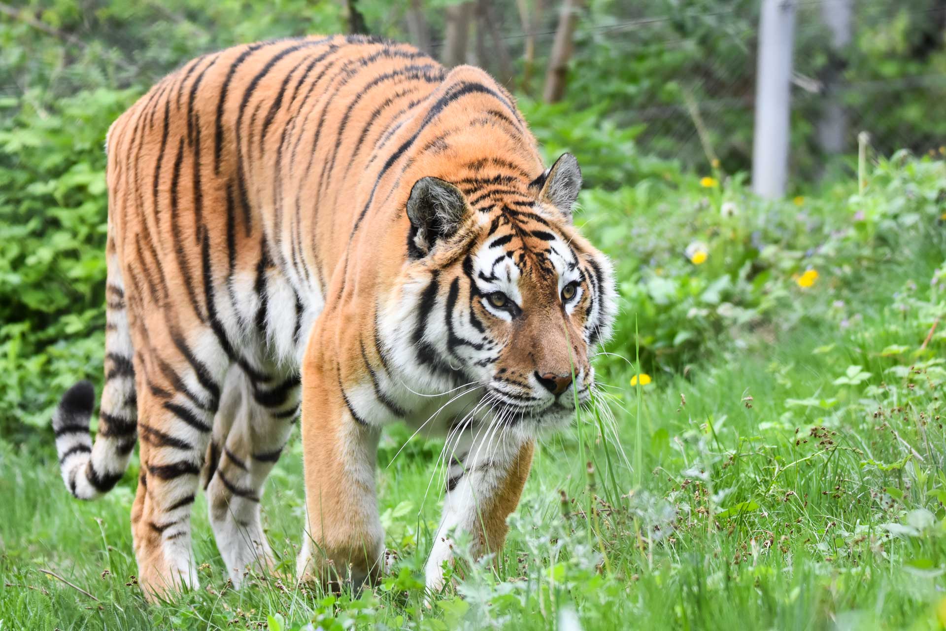 Fotografia de wildlife la distanță reprezintă o sinteză între tehnică și răbdare, oferindu-ne posibilitatea de a surprinde fenomene naturale autentice, fără a perturba comportamentul animalelor