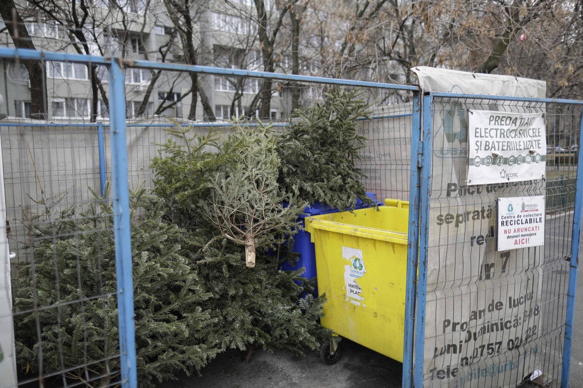 Bucureștiul începe anul cu măsuri de reciclare a brazilor de Crăciun, în încercarea de a gestiona mai eficient deșeurile festive