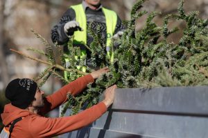 Sector 2: Colectare brazi de Crăciun non-stop la două centre cu programare din fața casei