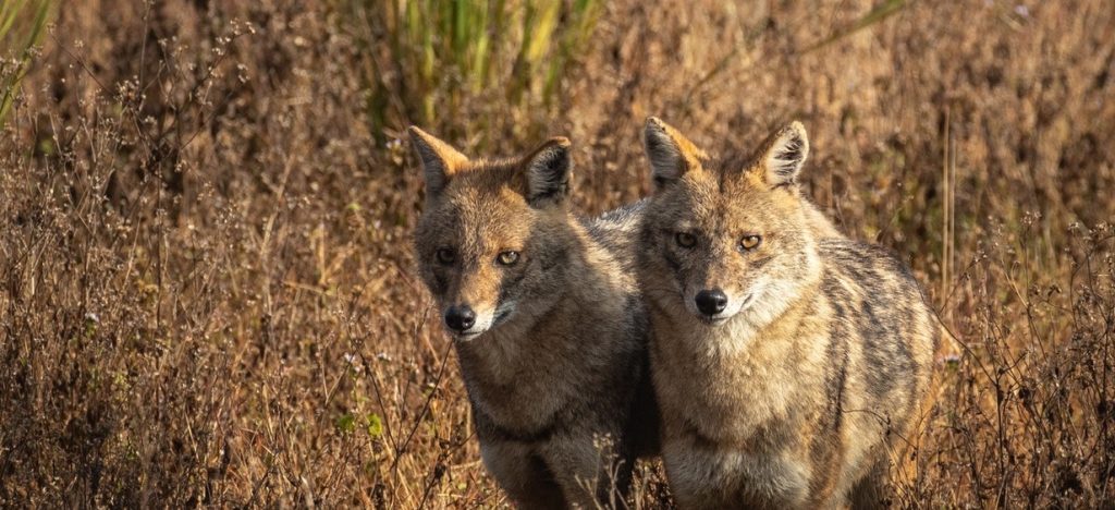 Răspândirea virusului rabic în județul Maramureș: un semnal de alarmă pentru autorități și locuitori Luna ianuarie a fost marcată de o creștere alarmantă a cazurilor de rabie în județul Maramureș, unde autoritățile sanitare au confirmat 21 de îmbolnăviri ale animalelor sălbatice