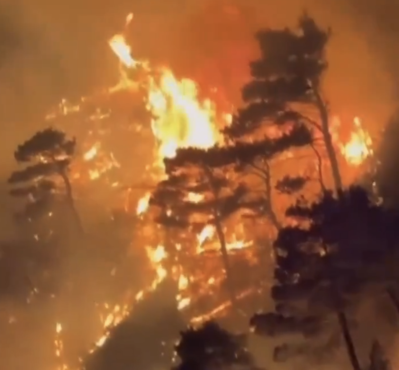 Fumul de incendii de pădure din Statele Unite a ucis peste 24.000 de cetățeni între 2006 și 2020, arată un studiu recent care subliniază necesitatea urgentă a unor măsuri morelete și politice pentru combaterea crizei climatice în America