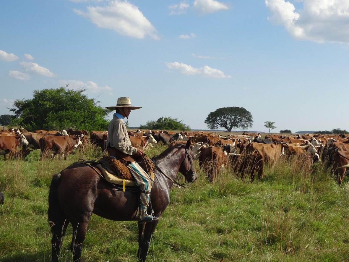 Agricultorii francezi în pragul dispariției: Mercosur, o amenințare pentru fermierii din Hexagon Uniunea Europeană a ratificat recent acordul cu Mercosur, un pas considerat crucial pentru Germania, dar devastator pentru agricultura franceză