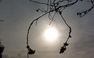 Wharfedale & Airedale Observer