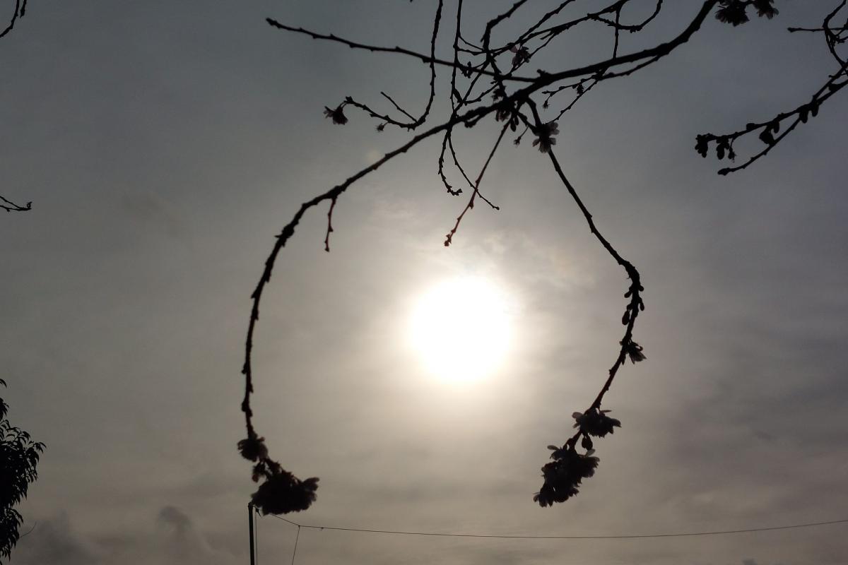 Wharfedale & Airedale Observer