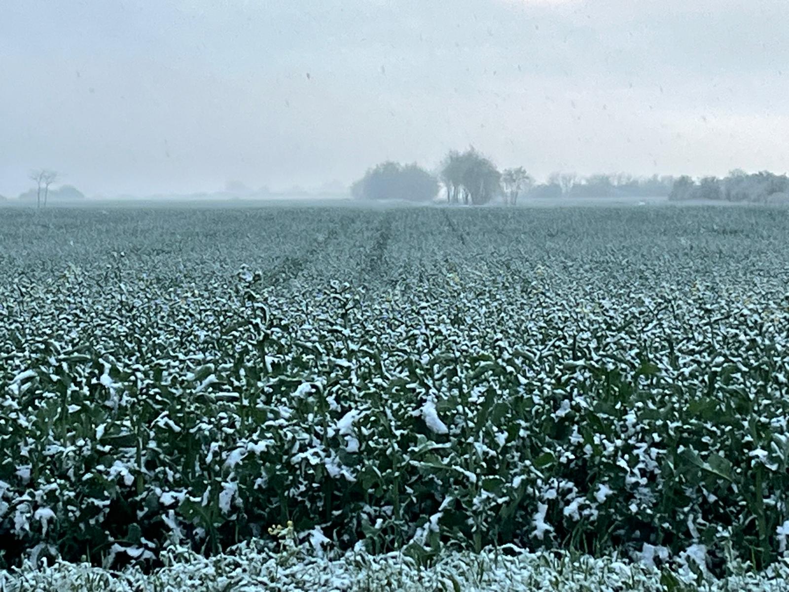 Temperaturi mai scăzute decât în mod obișnuit și o perioadă extinsă de repaus vegetativ pentru culturile de câmp și pomi-viticole Agricultura românească se pregătește pentru o etapă de repaus vegetativ prelungit, într-un context climatic mai rece decât cel normal pentru această perioadă