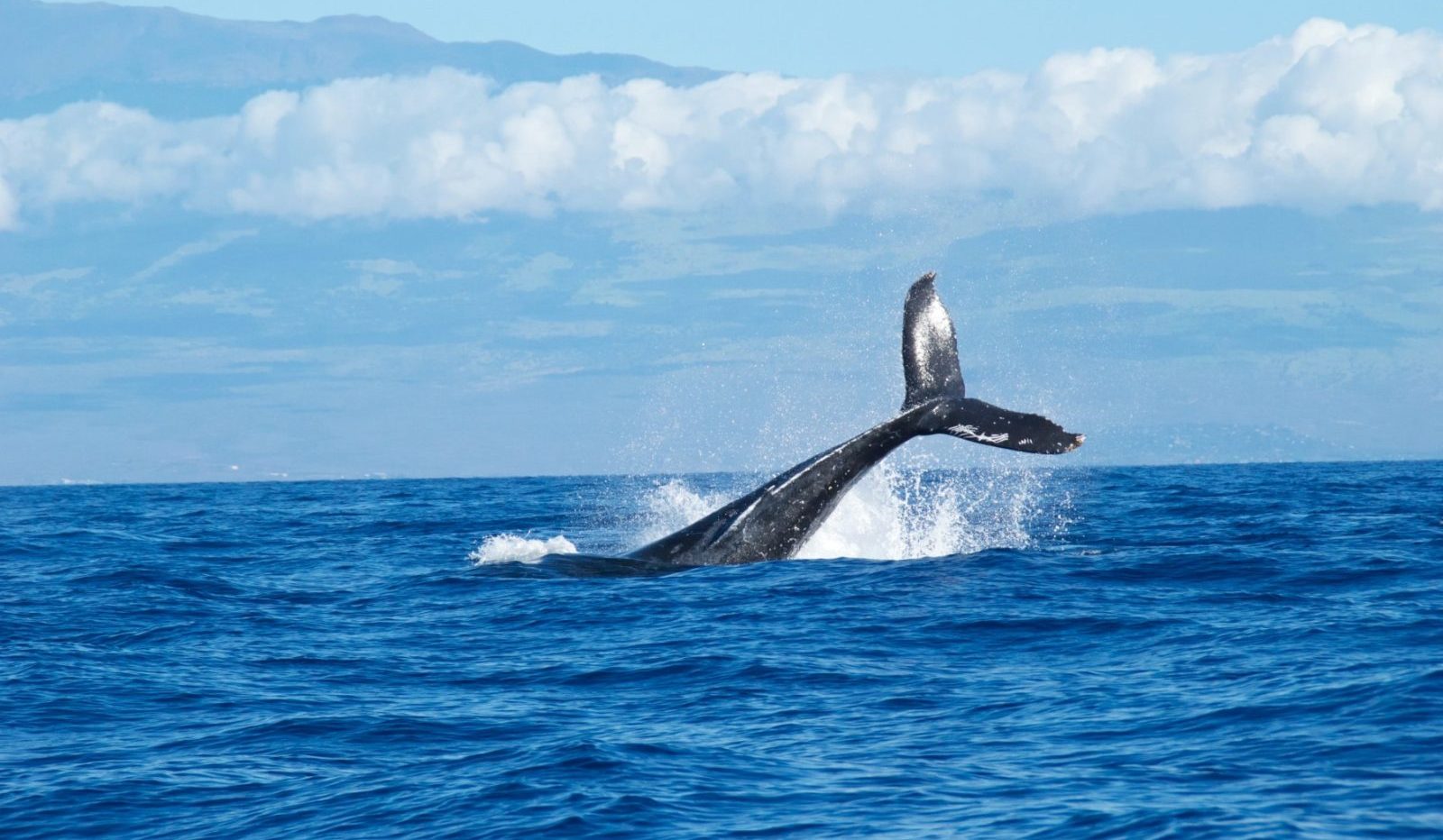 Un nou capitol în protecția oceanelor: Tratatul ONU pentru conservarea biodiversității marine devine oficial Un pas istoric în conservarea oceanelor a fost făcut sâmbătă, odată cu intrarea în vigoare a tratatului ONU pentru protejarea biodiversității marine
