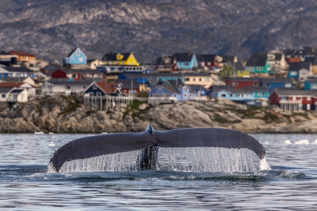 balena-Groenlanda.jpeg