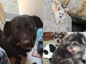 Femeie solicită ASPA pentru câini, după ce i-a abandonat acasă