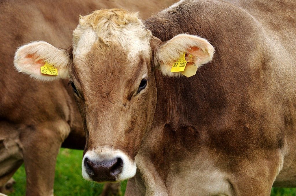 Peste 20 de bovine au fost salvate din adâncurile unui iaz din comuna Rădăşeni, Suceava, după ce, duminică, o cireadă de 23 de vaci s-a rătăcit sau a fost posibil să fi fost atrasa de o acumulare de apă, în apropierea localității Pocoleni