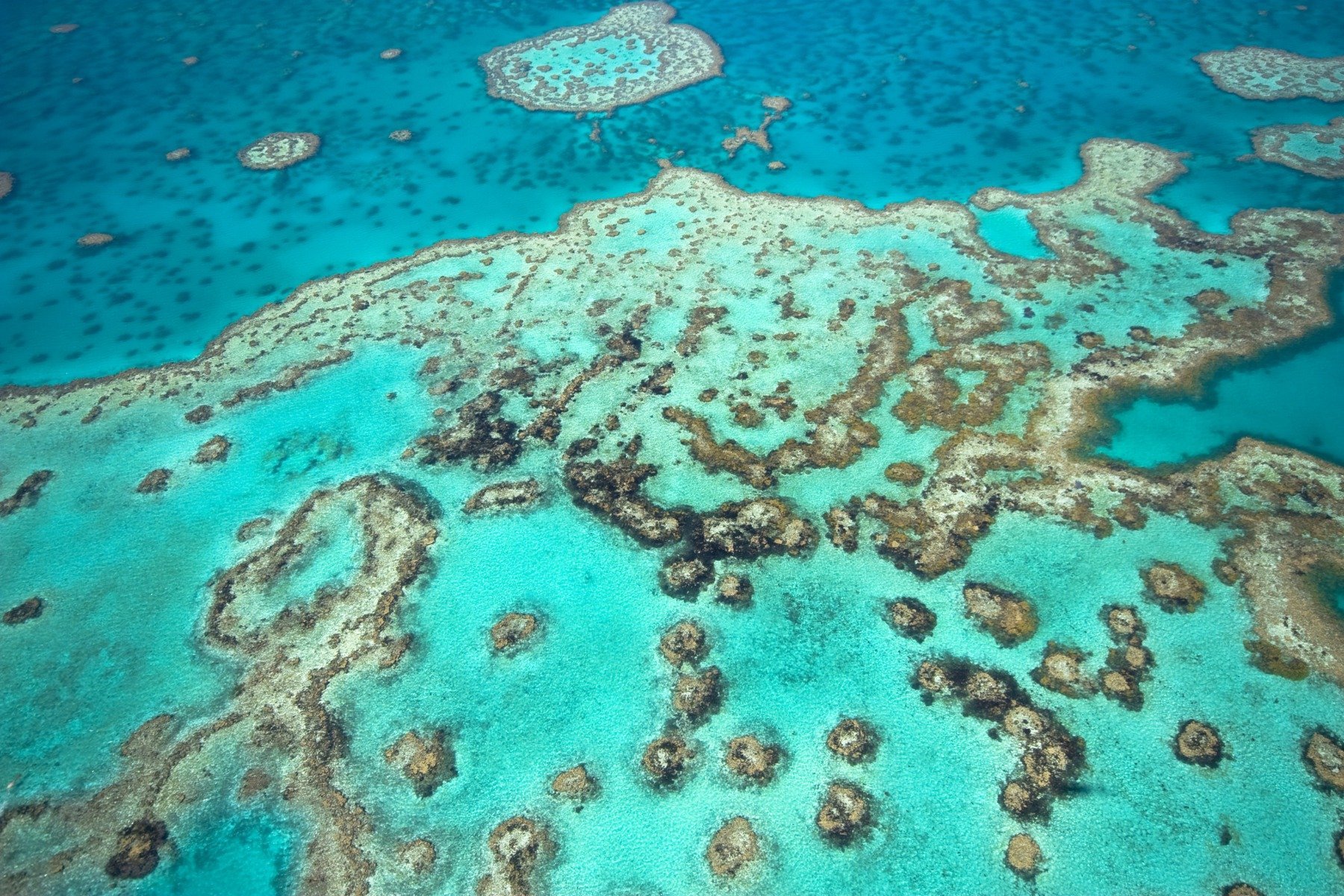 Albirea masivă a coralilor a atins cote alarmante la nivel global, conform unui studiu publicat recent în Nature Communications