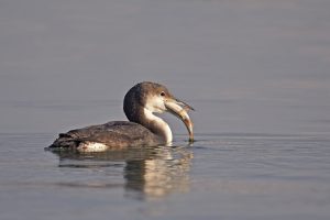 Cufundări polare revin în București; tur ghidat pe Lacul Morii, sâmbătă