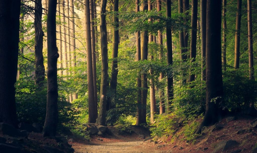 România va sprijini Republica Moldova în realizarea primului inventar forestier național, un proiect important pentru gestionarea durabilă a pădurilor din această țară