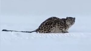 Leopardul de zăpadă atacă un schior în Xinjiang, China