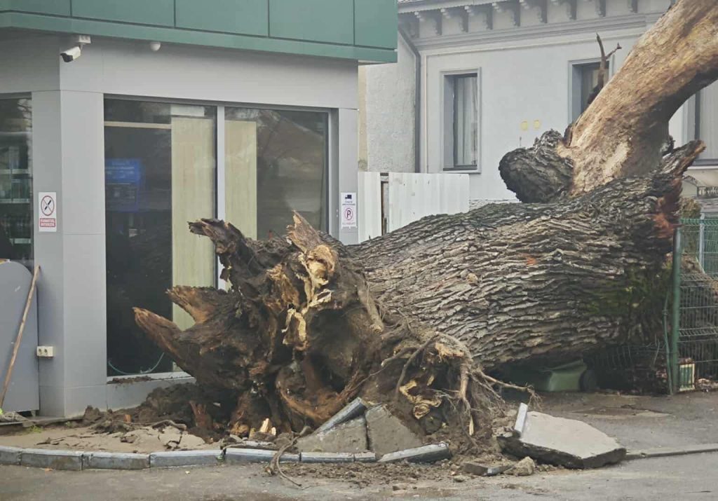 Un simbol emblematic al Bucureștiului, un stejar de peste 300 de ani, s-a prăbușit marți, marcând o pierdere dureroasă pentru întreaga comunitate