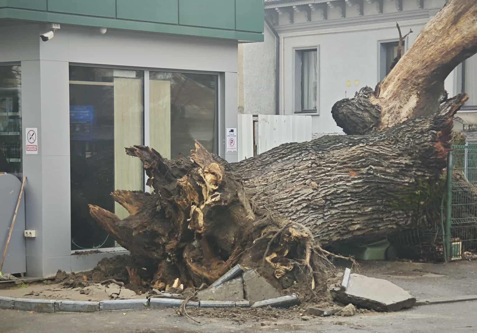 Un simbol emblematic al Bucureștiului, un stejar de peste 300 de ani, s-a prăbușit marți, marcând o pierdere dureroasă pentru întreaga comunitate