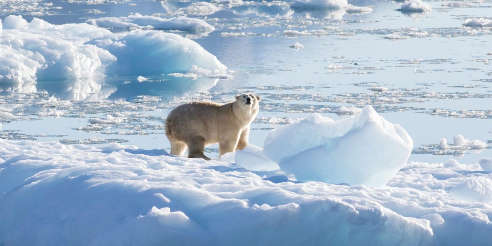 thomas_w_johansen_nasa_polar_bear_glacier_ice_0-e1655461035640.jpg