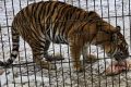 tigru-zoo-bucov.jpeg