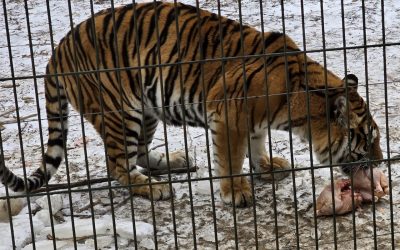 tigru-zoo-bucov.jpeg