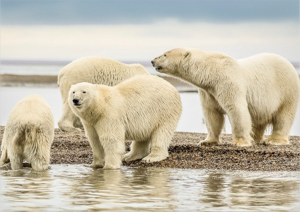 Urșii polari din Svalbard mai rezistenți la schimbările climatice decât se credea, dar pentru cât timp? Un fapt neașteptat a ieșit recent la iveală în urma unui studiu internațional, care contrazice credințele anterioare despre vulnerabilitatea urșilor polari în fața încălzirii globale: în arhipelagul norvegian Svalbard, acești prădători emblematici ai Arcticului sunt mai adaptabili și mai rezistenți decât se credea
