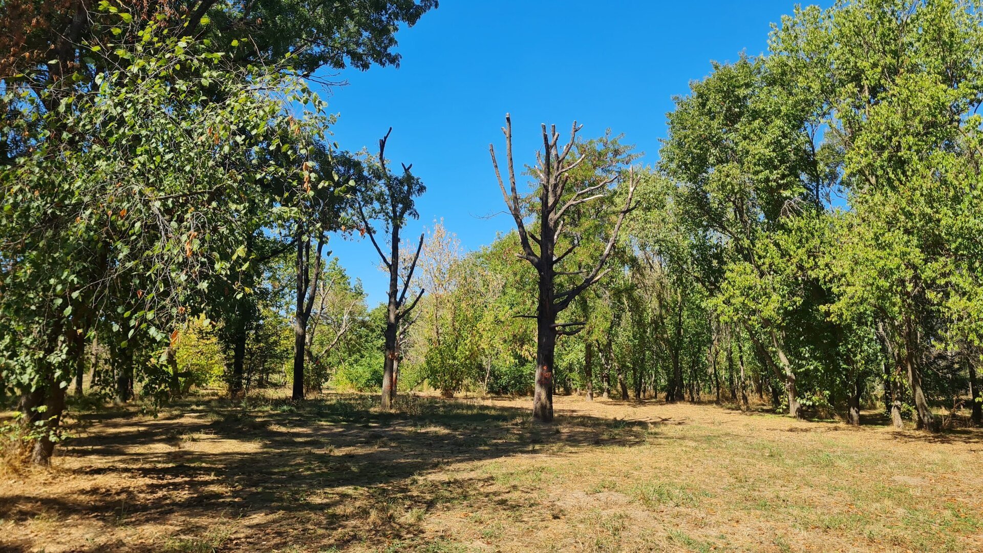 Parcul Tineretului din București, unul dintre cele mai iubite locuri de relaxare ale cetățenilor, se confruntă cu o problemă gravă: aproape 15% dintre copacii săi necesită intervenții de urgență, iar circa 5% sunt într-o stare de risc extrem pentru siguranța vizitatorilor