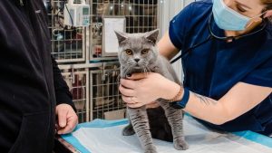 ASPA organizează campanie gratuită de sterilizări pentru pisici, 150 de locuri disponibile