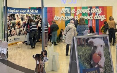 Catei-adoptati-primul-targ-de-adoptii-ASPA.jpg