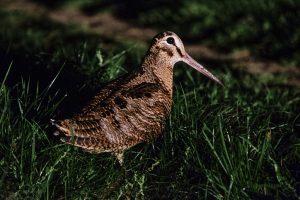 Plimbare gratuită în Parcul Tineretului pentru observarea a peste 130 de specii de păsări în weekend