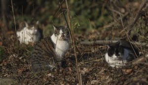 Sector 2, programul „Blănoșii în siguranță” revine în 2023