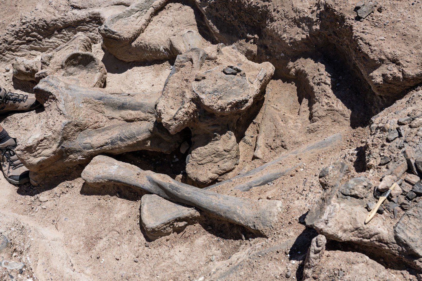Descoperire revoluționară în domeniul paleontologiei: fosilele unui mic dinozaur din Spania schimbă înțelegerea evoluției speciilor Descoperirea recentă a fosilelor unui mic dinozaur în Spania a stârnit un entuziasm major în comunitatea științifică, fiind considerată una dintre cele mai valoroase revelații din ultimele decenii privind evoluția acelor creaturi preistorice