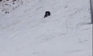Primăria Brașov: Urșii de pe pârtie nu au fost capturați, halucinați?