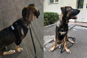 Reportaj: Un bărbat cu comportament agresiv în autobuz