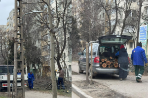 Primăria Sector 2 explică motivul tăierii copacilor de pe Bulevardul Basarabia
