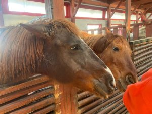 PMB achiziționează lucernă de 160.000 euro pentru adăpostul de la Tei Toboc