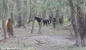 Apel pentru salvarea cailor sălbatici din Delta Dunării: „Unii mor de foame și epuizare”