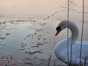 Zeci de lebede iernează pe Prut, hrănite de localnici cu porumb