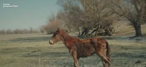 Caii sălbatici din Delta, în agonie: slăbiciune extremă și morți surprinzători