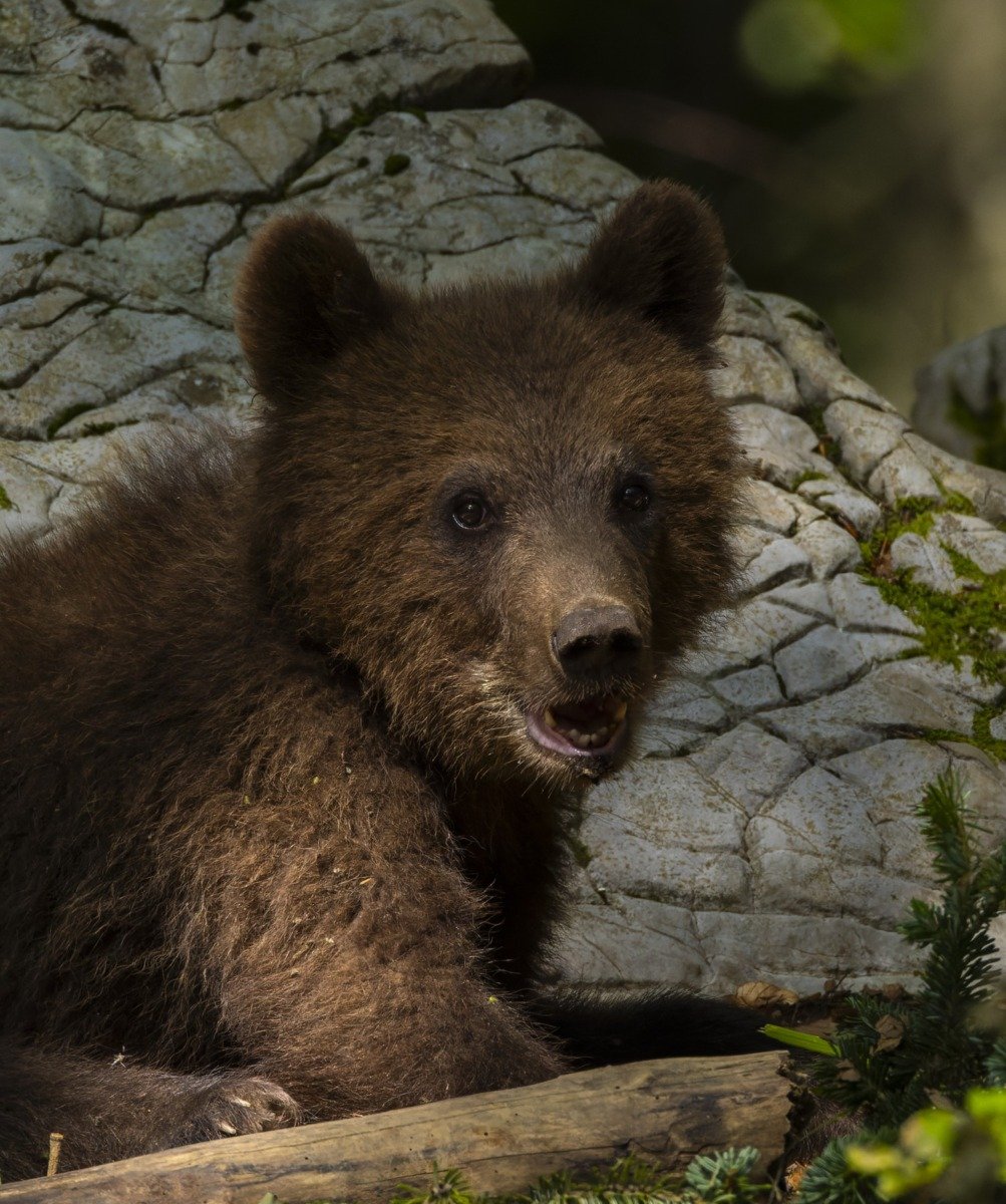 Urșii de la Zoo Târgu Mureș nu indică sosirea primăverii, avertizează specialiști