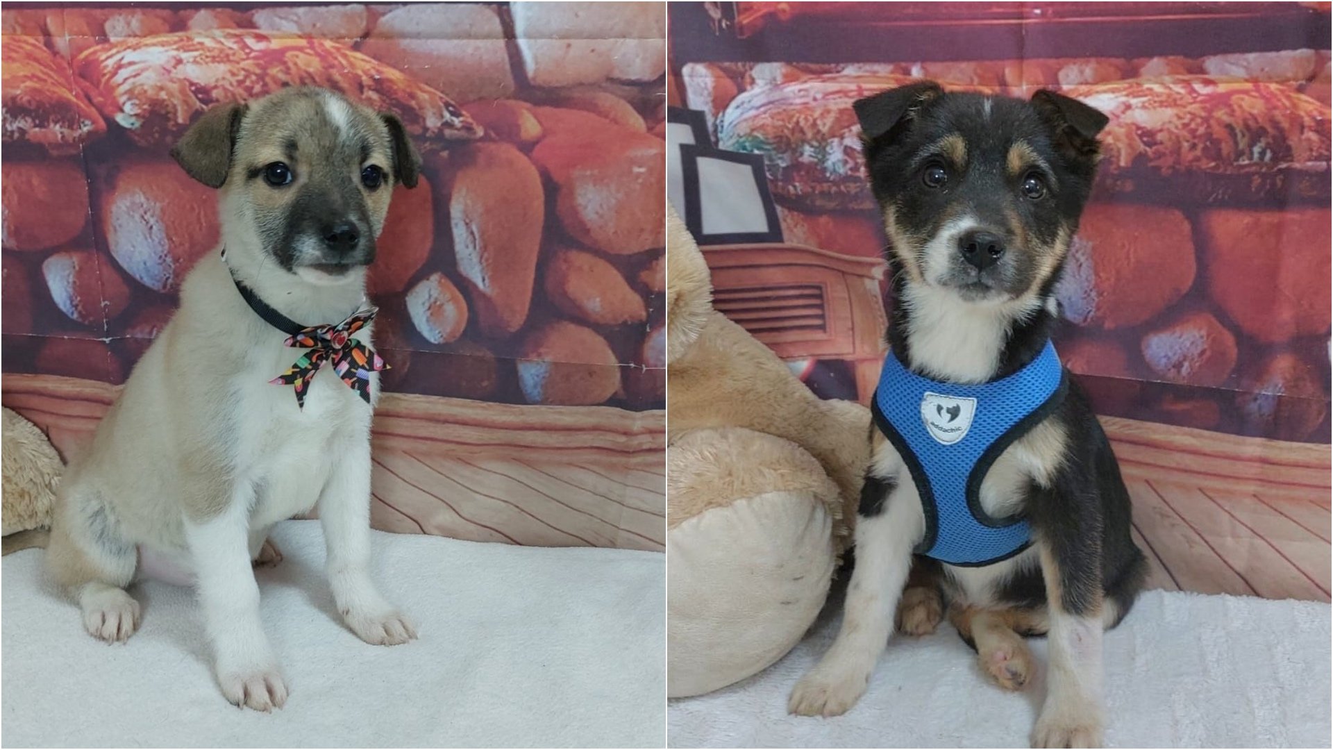 Primul târg de adopții pentru câini din 2026, organizat de Autoritatea pentru Supravegherea și Protecția Animalelor București (ASPA), va avea loc în acest weekend la Veranda Mall, aducând în centrul atenției șansele animalelor fără stăpân de a găsi un cămin protectiv