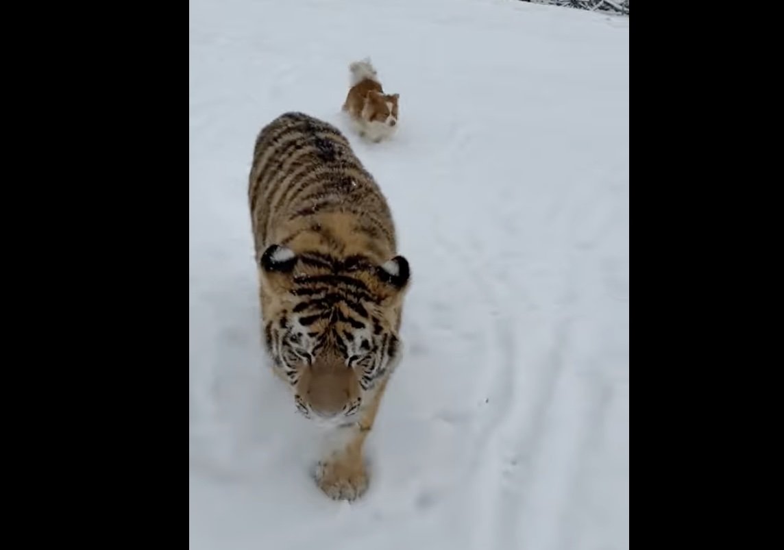 Imagini virale pe TikTok demonstrează pericolul reprezentat de reținerea ilegală a animalelor exotice în România